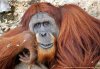 26860153_orangutang.jpg