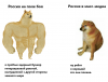 Buff-Doge-vs-Cheems.png