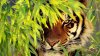 tiger_ambush_view_observation_animals_ultra_3840x2160_hd-wallpaper-369698.jpg