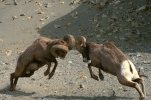 Bighorn-Sheep-Fighting.jpg