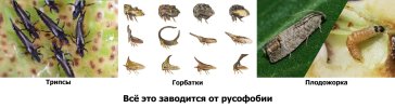 Вредители.jpeg