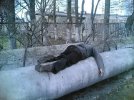 Главный инженер Большого адронного коллайдера проверяет наличие бозона Хиггса . CERN, Швейцария..jpg